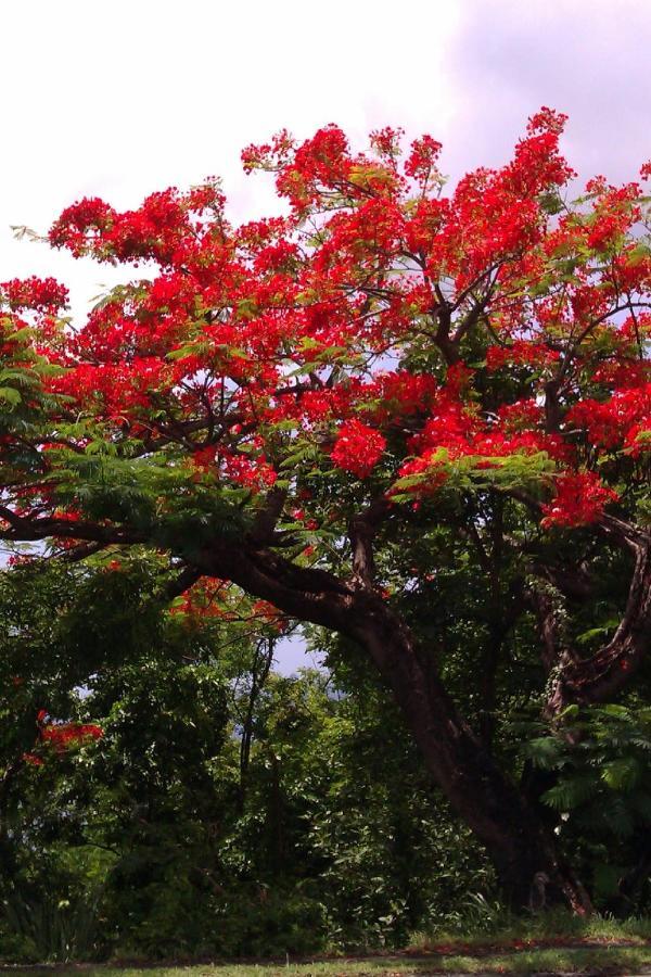 Apartmán Cote Caraibes Bouillante Exteriér fotografie