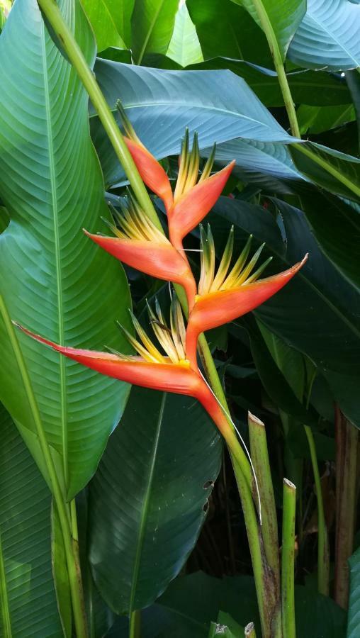 Apartmán Cote Caraibes Bouillante Exteriér fotografie