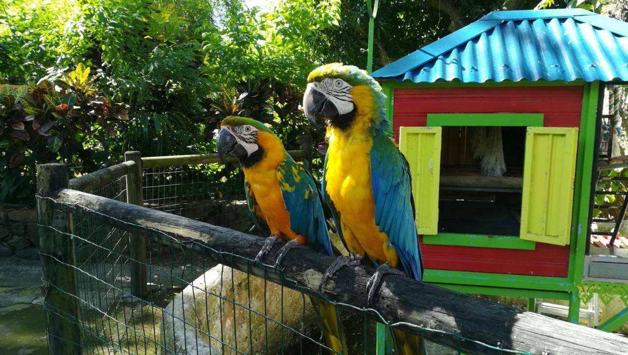 Apartmán Cote Caraibes Bouillante Exteriér fotografie